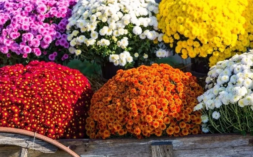 Hoa cúc mâm xôi siêu bông nở rực rỡ cả ngày