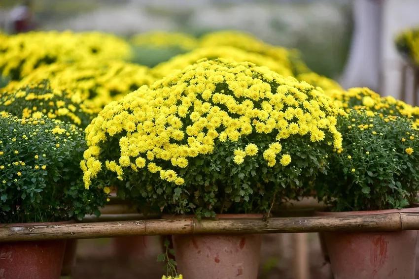 Chọn hoa cúc mâm xôi giống chuẩn nở đúng mùa
