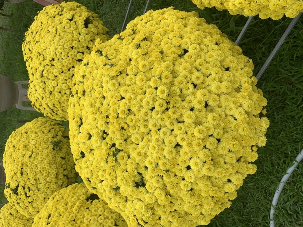 Hoa cúc mâm xôi trồng chậu tô điểm không gian xanh