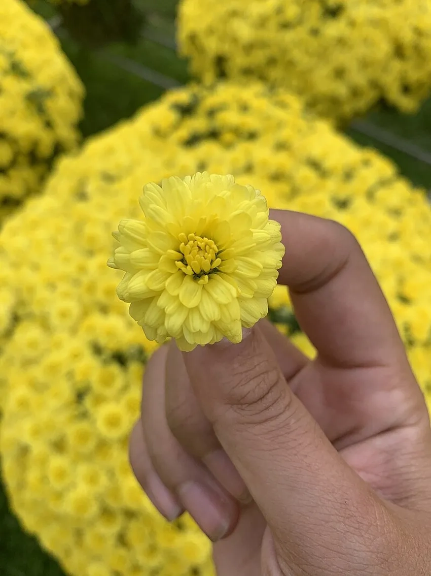 Hoa cúc mâm xôi chăm sóc dễ dàng nở tươi lâu