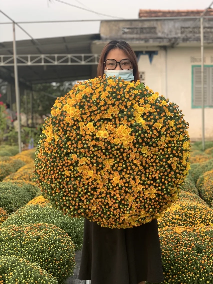 Hoa cúc mâm xôi nở đúng tết mang may mắn