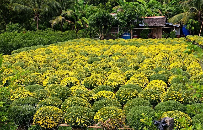 Tìm hoa cúc mâm xôi mua ở đâu đẹp giá hợp lý