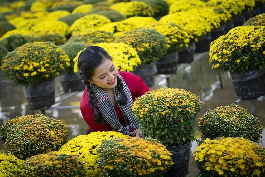 Hoa cúc mâm xôi chất lượng nở đẹp lâu tàn