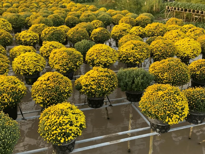 Hoa cúc mâm xôi phối cảnh đẹp cho mọi không gian