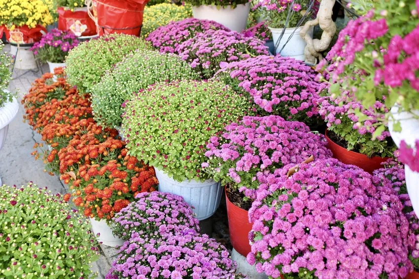 Hoa cúc mâm xôi đẹp nhất rực rỡ mọi góc nhà