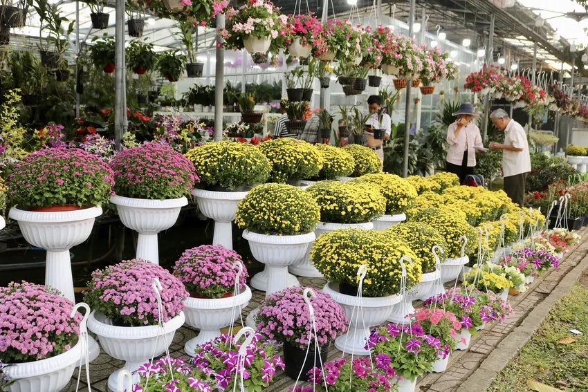 Hoa cúc mâm xôi thị trường đa dạng về màu sắc