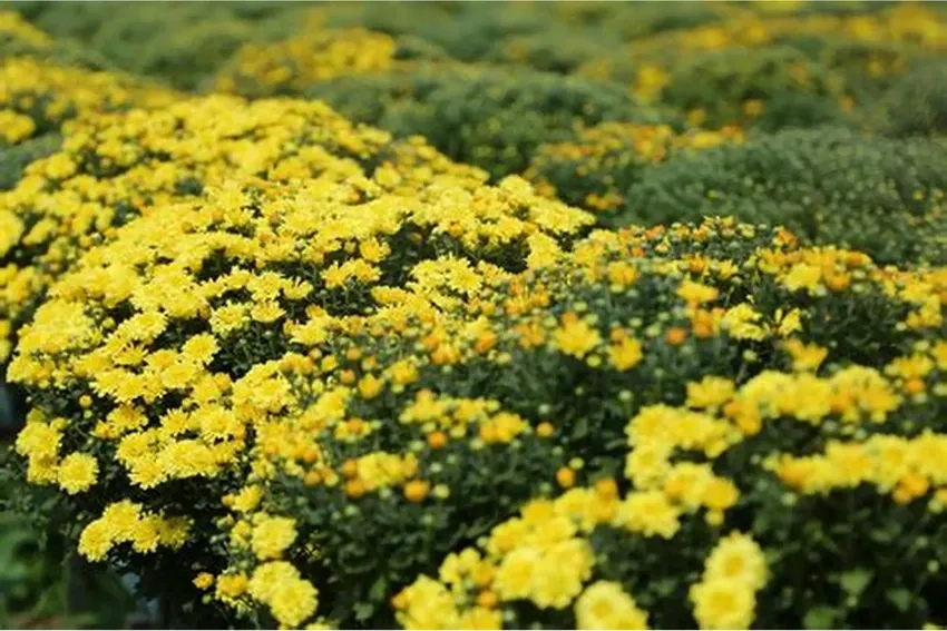 Hoa cúc mâm xôi kích thước lớn nổi bật bàn tiệc