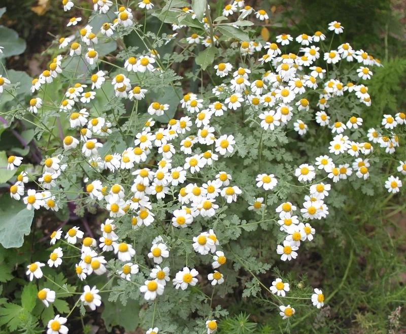 Khám phá vẻ đẹp tinh tế của hoa cúc tana đẹp