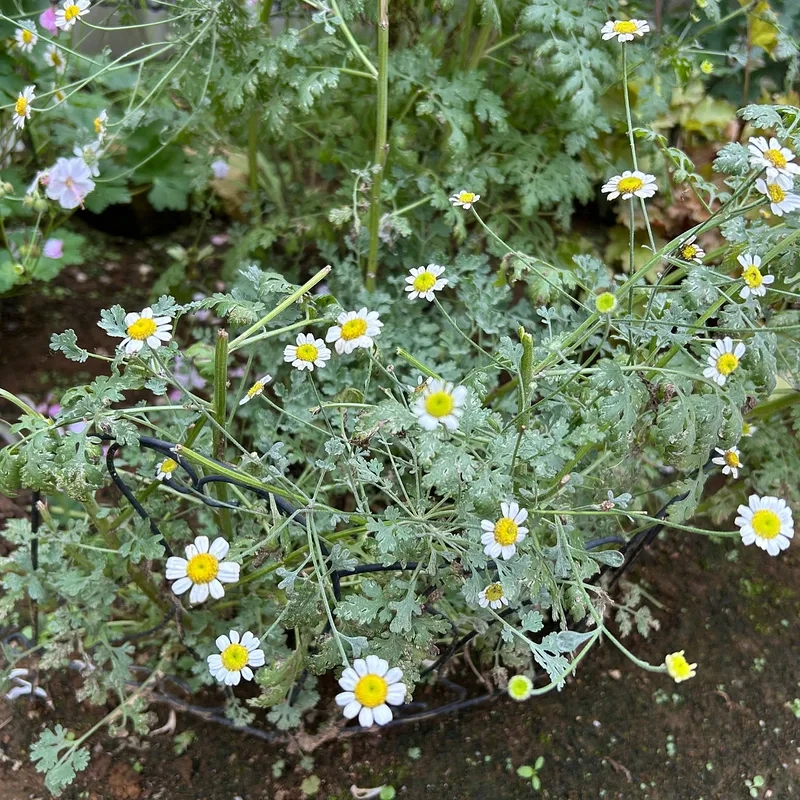 Thưởng thức những hình ảnh hoa cúc tana tuyệt đẹp