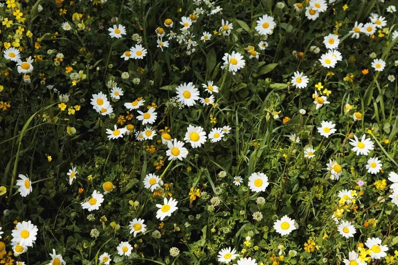 Trải nghiệm thiên nhiên với hoa cúc tana tự nhiên đẹp
