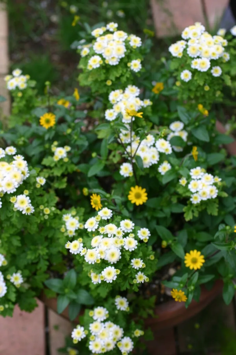 Dễ thương và ngọt ngào cùng hoa cúc tana dễ thương