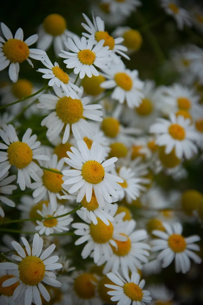 Tinh tế trong từng chi tiết là hoa cúc tana tinh tế