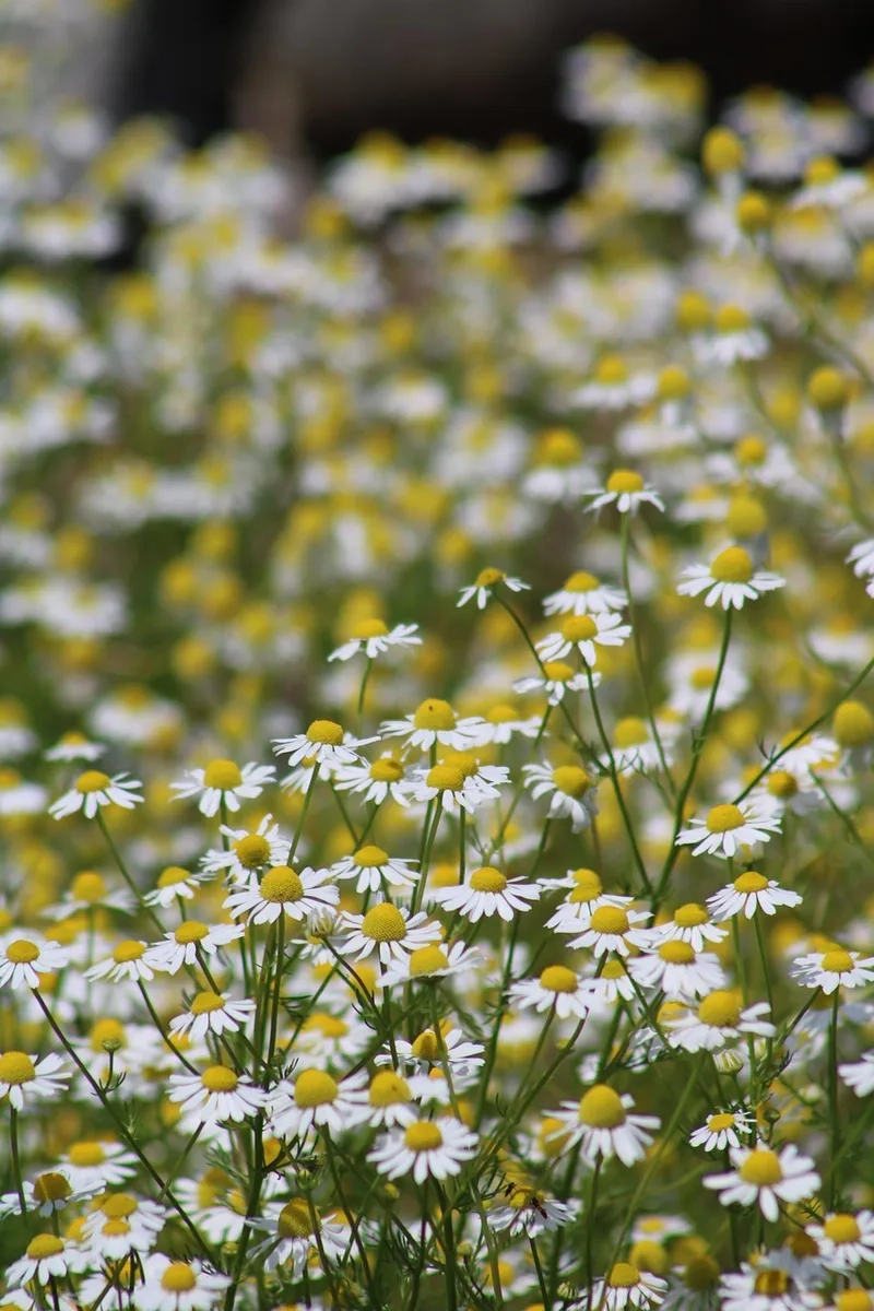 Vẻ đẹp giản dị của hoa cúc tana tự nhiên