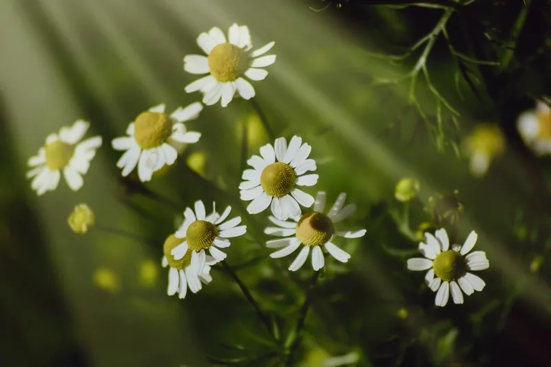 Đón chào sắc xuân cùng hoa cúc tana mùa xuân