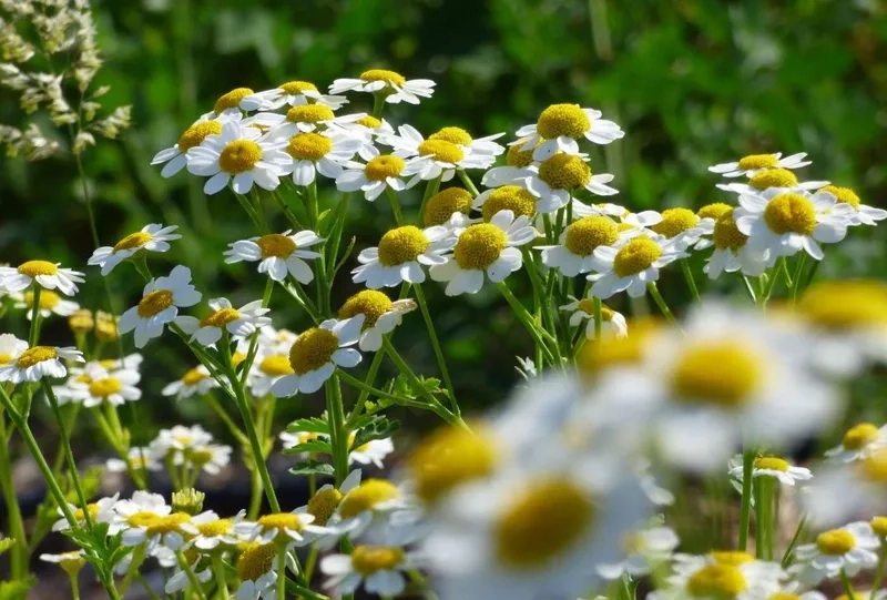 Chọn lựa tiết kiệm với hoa cúc tana giá rẻ