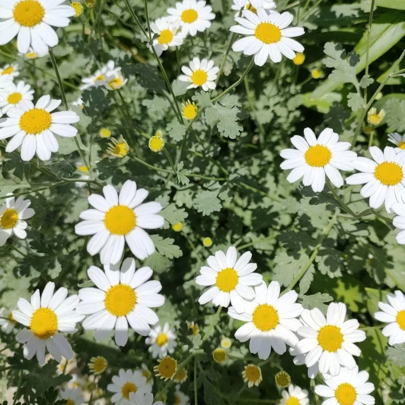 Sang trọng và nổi bật với hoa cúc tana sang trọng