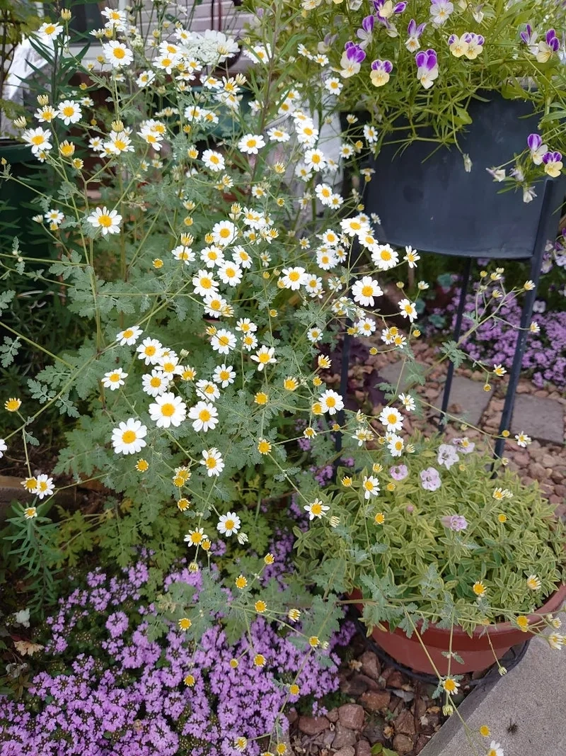 Trang trí tuyệt đẹp bằng hình nền hoa cúc tana