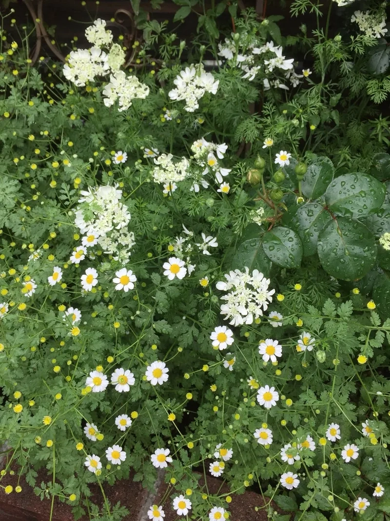 Nhẹ nhàng và tinh tế cùng hoa cúc tana nhẹ nhàng