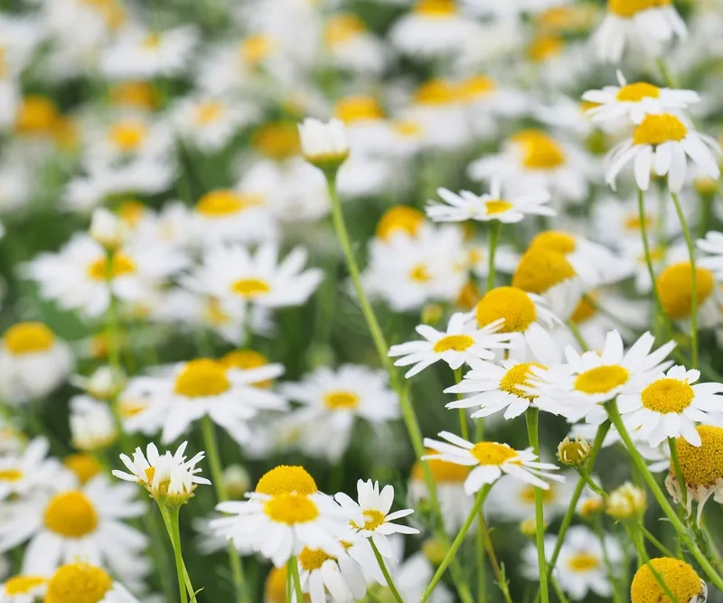 Hoa cúc tana có ý nghĩa gì ngọt ngào và lãng mạn