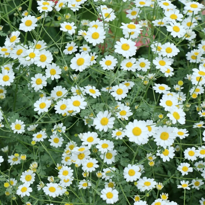 Luôn tươi mới và rực rỡ với hoa cúc tana tươi