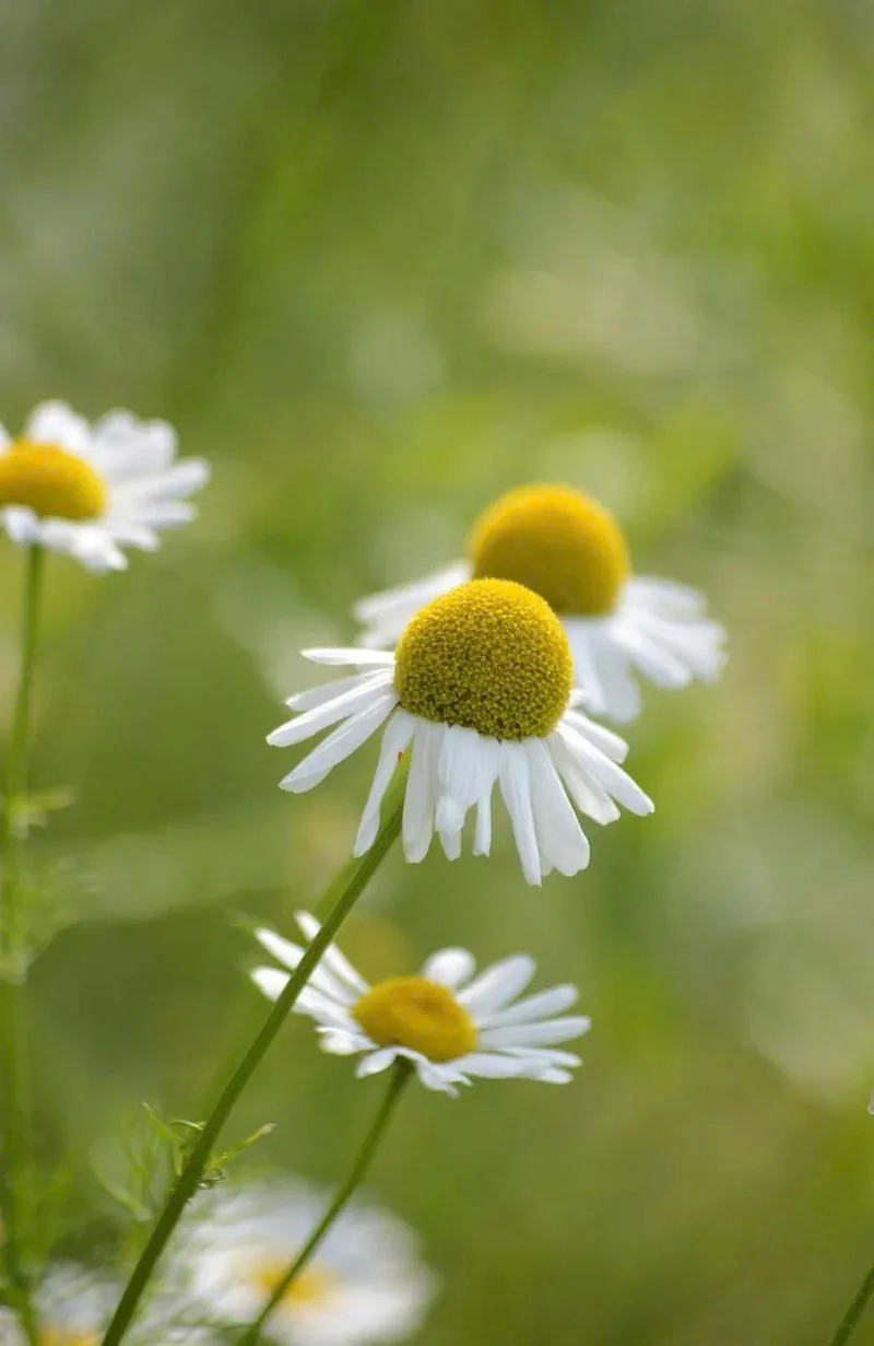 Thanh lịch hoàn hảo trong mọi góc nhìn là hoa cúc tana thanh lịch
