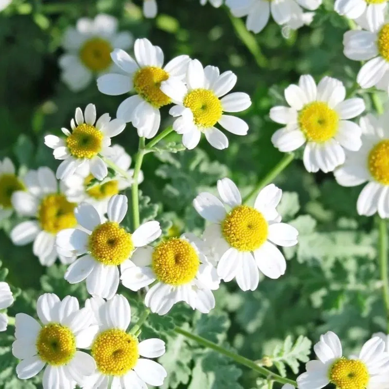 Rực rỡ và nổi bật mọi ánh nhìn với hoa cúc tana rực rỡ