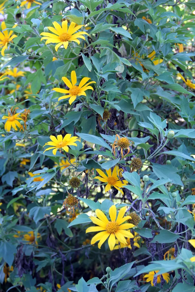 Chiêm ngưỡng hoa dã quỳ đẹp đà lạt