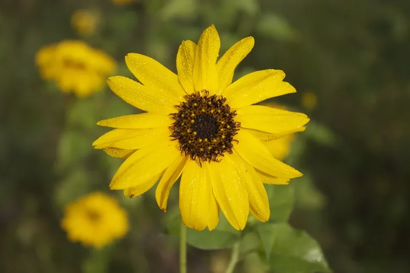 Ý tưởng hình xăm hoa dã quỳ độc đáo