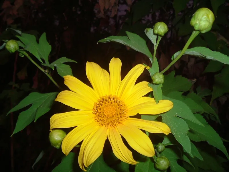 Cùng nhau xem hoa dã quỳ nở rộ