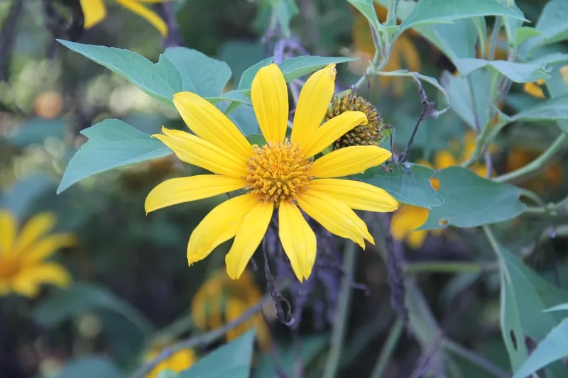 Ảnh hoa dã quỳ nghệ thuật đầy cuốn hút