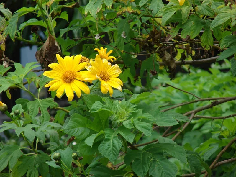 Sắc nét hoa dã quỳ đen trắng tối giản