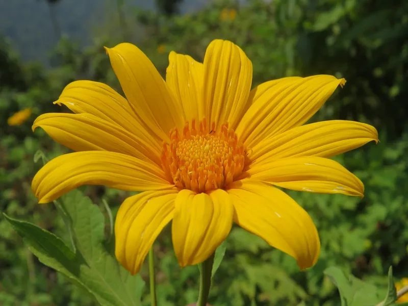 Hoa dã quỳ buồn mang nỗi niềm riêng