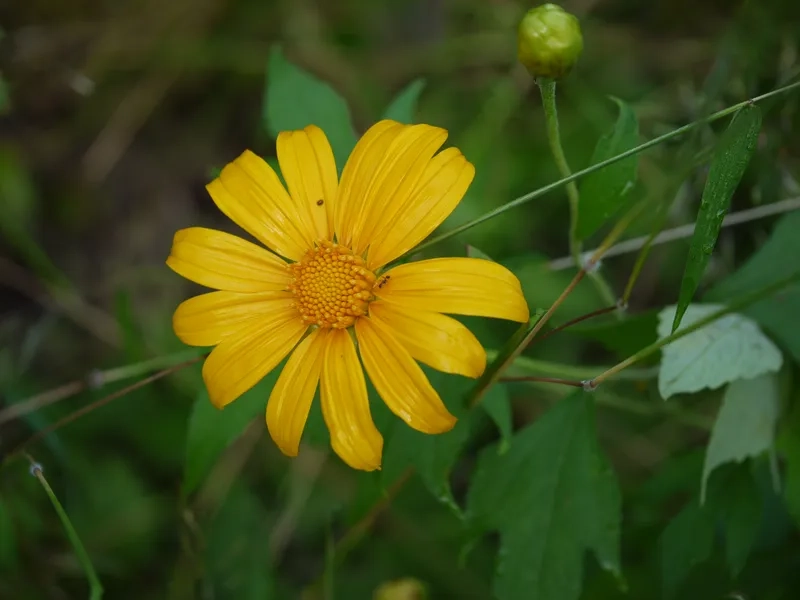 Sưu tầm ảnh hoa dã quỳ HD chất lượng cao