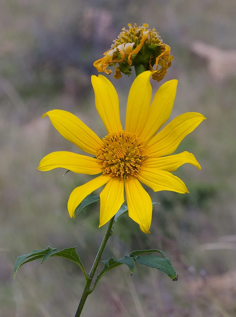 Tải hình nền hoa dã quỳ máy tính mới