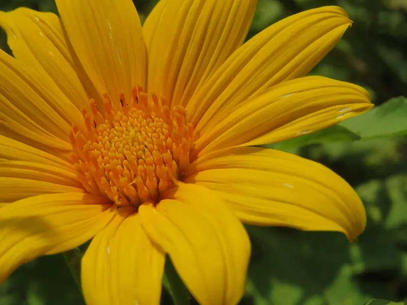 Hoa dã quỳ đơn giản mà ấn tượng