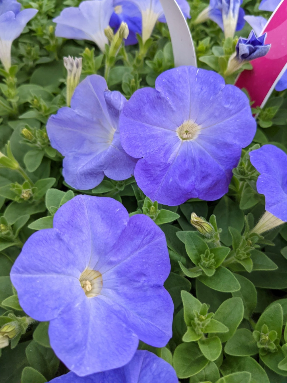 Ảnh hoa dạ yến thảo nhẹ nhàng tinh khôi đầy sức sống