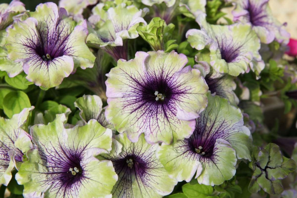 Hoa dạ yến thảo hiếm quý với vẻ đẹp tinh tế dịu dàng