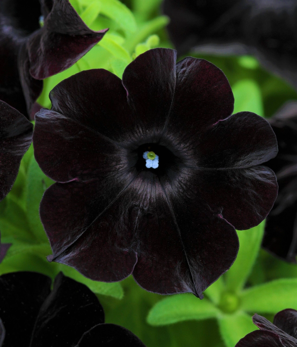 Hoa dạ yến thảo lãng mạn rực rỡ như nắng sớm mùa xuân