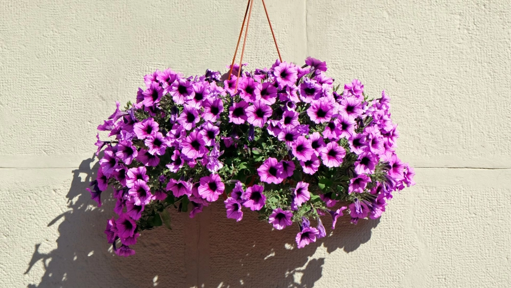 Hoa dạ yến thảo phong cách thanh lịch nổi bật tự nhiên