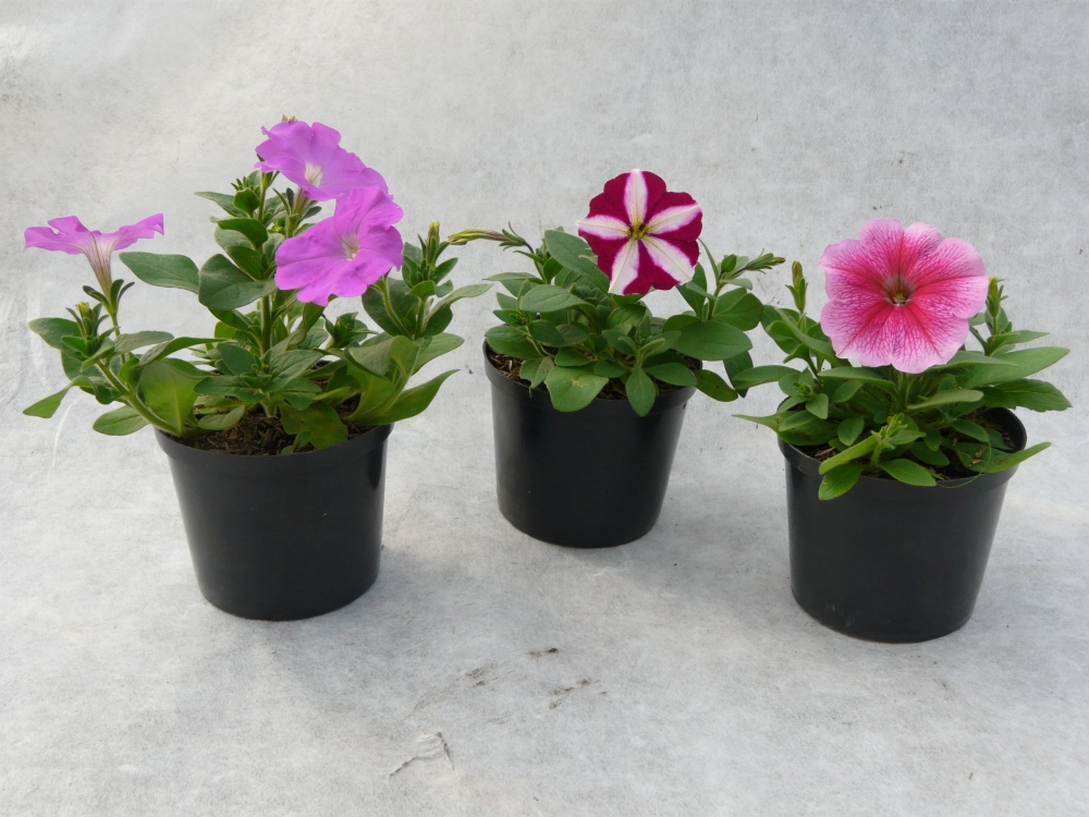 Hoa dạ yến thảo ảnh đẹp tinh khôi tỏa sáng từng cánh hoa