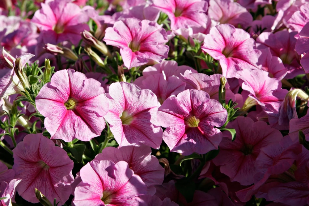 Hoa dạ yến thảo đẹp lung linh sắc hương rực rỡ tự nhiên