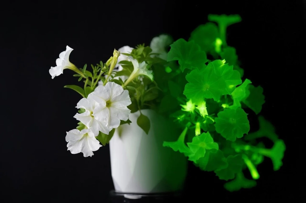 Hoa dạ yến thảo FULL HD rực rỡ màu sắc tươi tắn tự nhiên