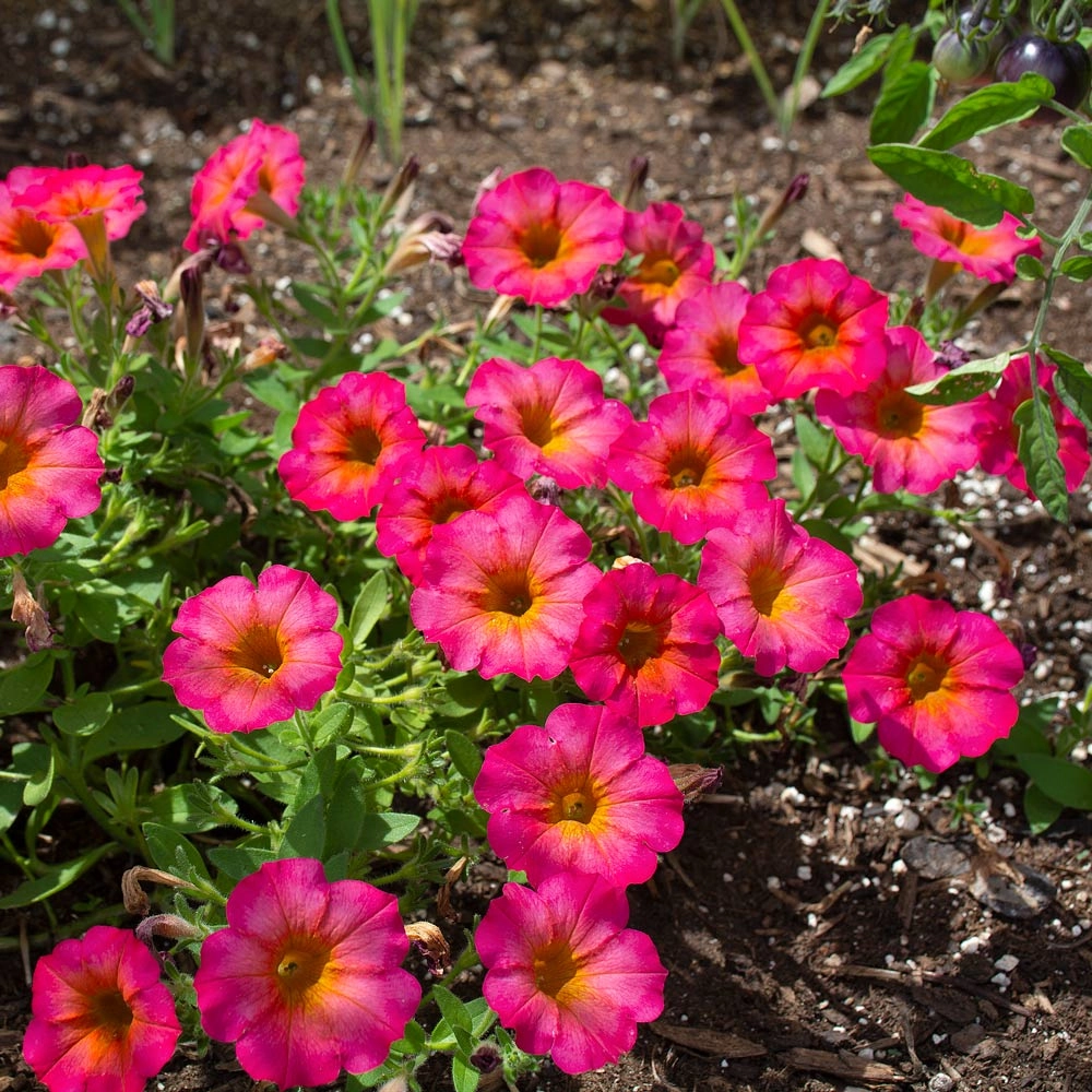 Hoa dạ yến thảo chất lượng giữ trọn vẻ đẹp rực rỡ tự nhiên