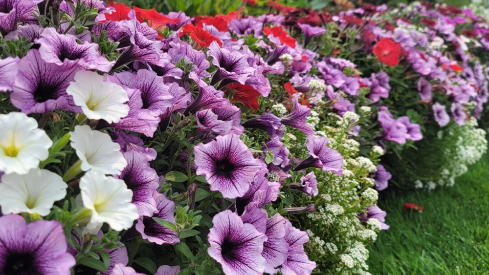 Hoa dạ yến thảo thẩm mỹ tinh tế từng đường nét cánh hoa