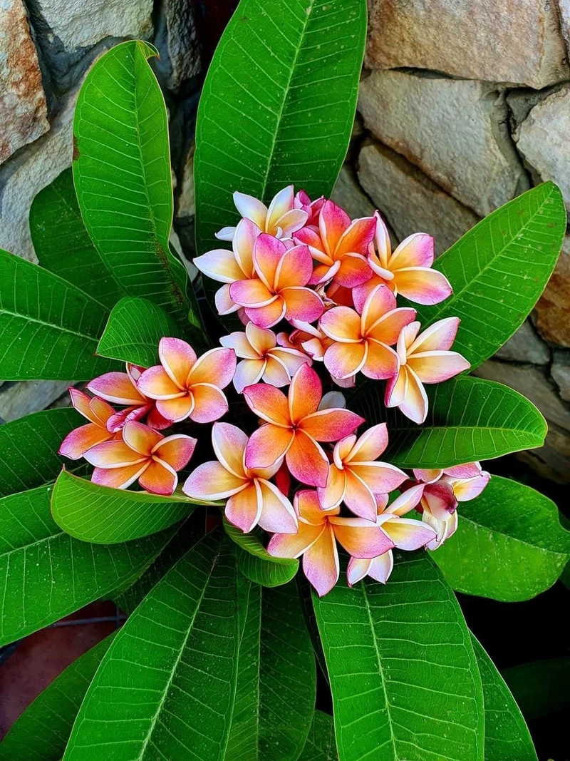 Hòa quyện tự nhiên với hoa đại trong ngôi nhà bạn