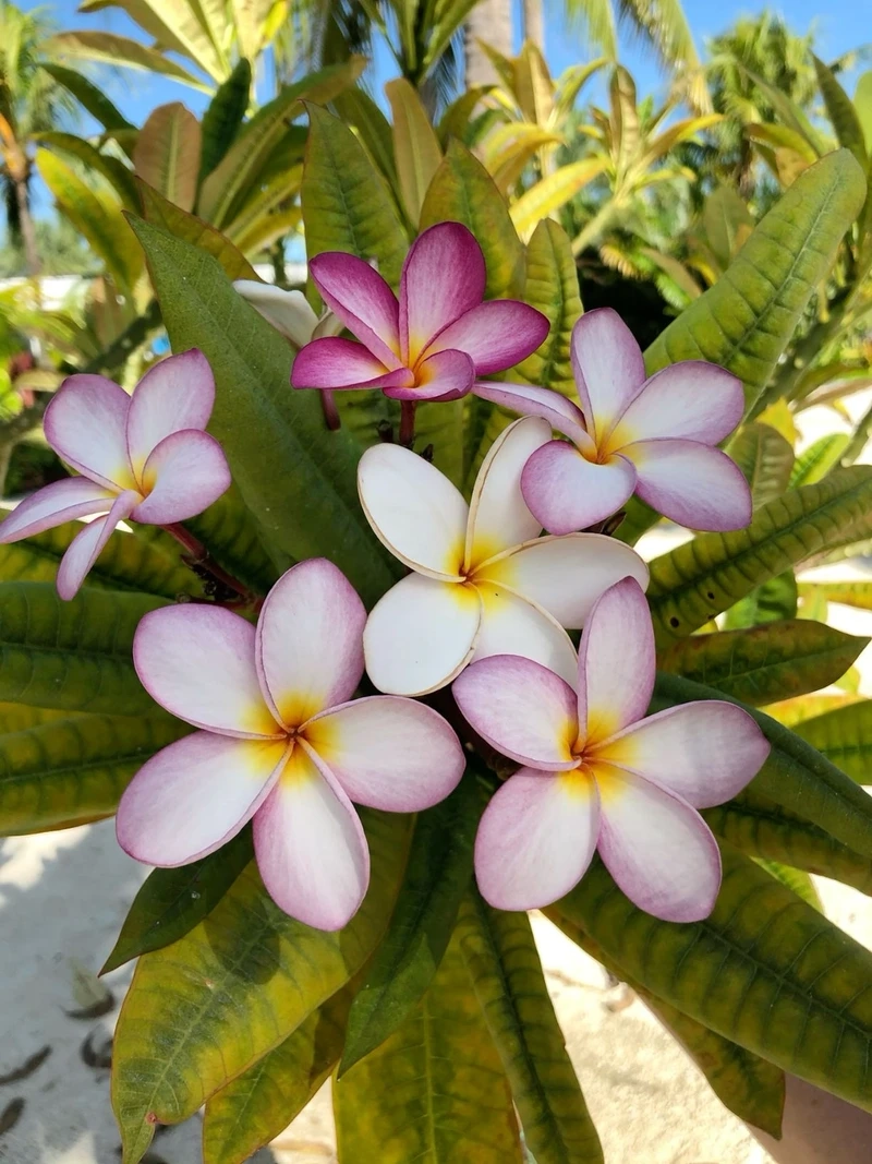 Cảm hứng thiên nhiên mỗi ngày cùng hoa đại