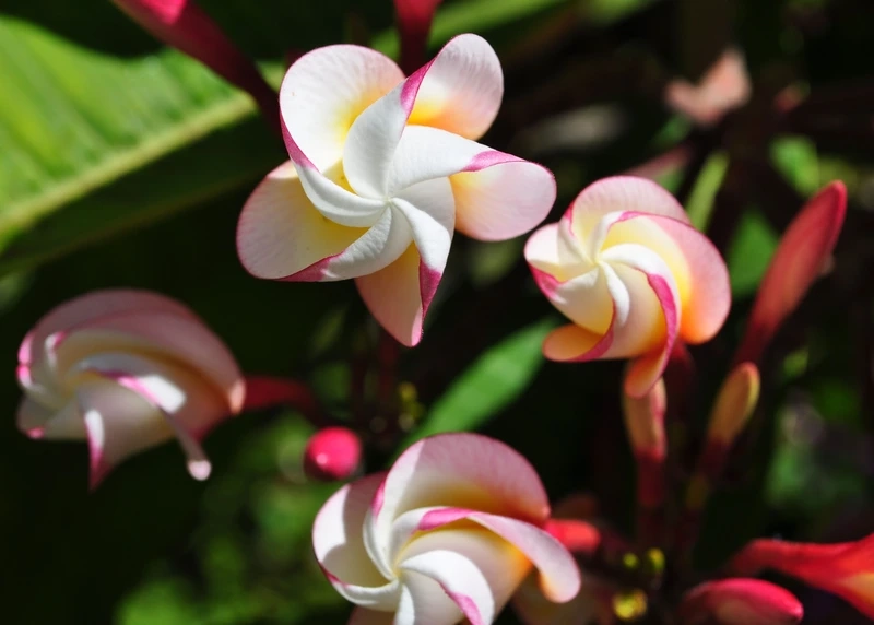 Thêm sắc thiên nhiên vào góc làm việc với hoa đại