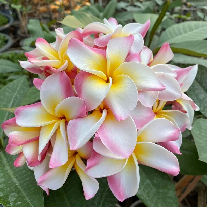 Gợi ý quà tặng ngọt ngào cùng hoa đại cho người thương