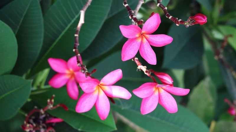 Mang hương đồng nội vào nhà với hoa đại dịu dàng