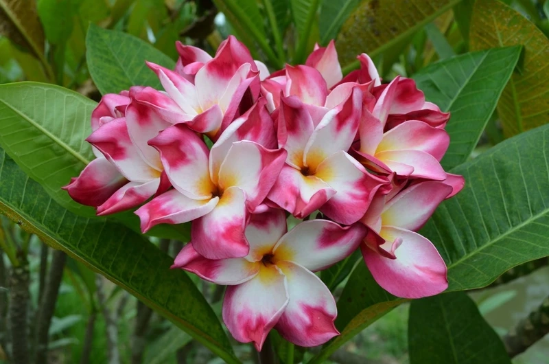 Tận hưởng sắc xuân bất tận với hoa đại rực rỡ